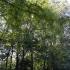 Coping With Extreme Heat: Trees Are the Answer